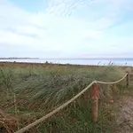 Strandflieder 205 *